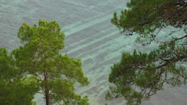 위에서 내려다보면 청록색 바닷물 소나무의 가지를 통과하고 조류의 흐름을 수있다 — 비디오
