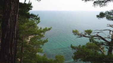 Turkuaz deniz suyunun en üst görüntüsü. Ön planda yeşil çam ağaçları, kapalı bir kıyı ve düşmüş çam iğneleri var. Kamera tepeden tırnağa hareket ediyor. Seyahat kavramı