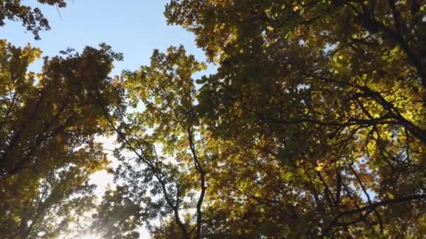 Лес Ранней Осенью Медленное Движение Камеры Сверху Вниз Справа Налево — стоковое видео
