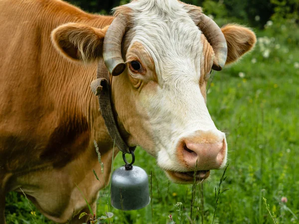 Een Bruine Koe Met Een Witte Kop Het Dier Kijkt — Stockfoto