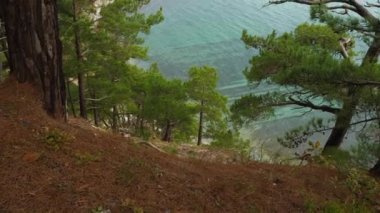 Düşmüş iğneler ve yeşil çam ağaçlarıyla turkuaz deniz suyunun arka planına yakın çekim. Kameranın aşağıdan yukarıya hareketi. Seyahat kavramı