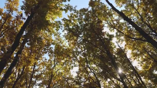 Jesienny Las Powolny Ruch Kamery Wierzchołka Drzew Zielono Żółtymi Liśćmi — Wideo stockowe