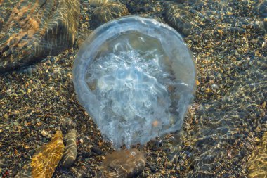 Denizde sığ sularda yüzen büyük denizanaları. Arka planda kayalar ve küçük çakıl taşları var. Karadeniz 'de denizanası