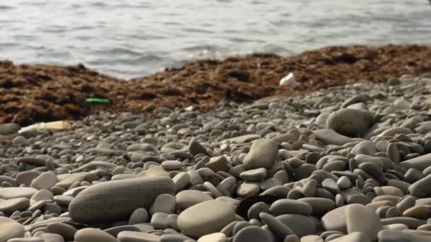 岩の多い海のビーチを歩く女性の素足 背景に海苔 プラスチックごみ 水を乾燥させます — ストック動画