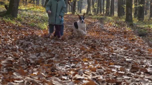 Woman Dog Leash Child Running Fallen Leaves Woods Mother Daughter — Stock Video