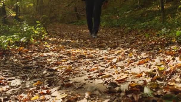 Las Piernas Hombre Pantalones Chándal Zapatillas Deporte Caminan Por Bosque — Vídeos de Stock