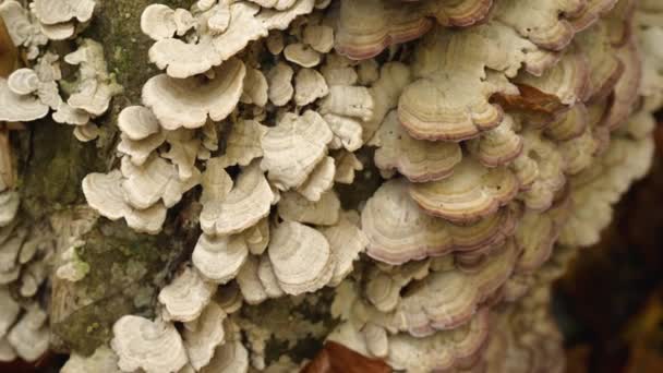 Stam Van Omgevallen Boom Bedekt Met Witte Paarse Paddenstoelen Close — Stockvideo