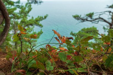 Çam ağaçlarının ve turkuaz denizin arka planında renkli yapraklar ve çam iğneleri. Sonbahar deniz manzarası
