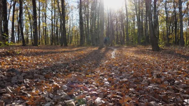 在秋天的森林里 一个骑山地车的男人正骑在一条小径上 面对着摄像机 地上有干枯的叶子 那个骑自行车的人把灰尘随随便便地扔在空中 树下的长长的阴影 — 图库视频影像