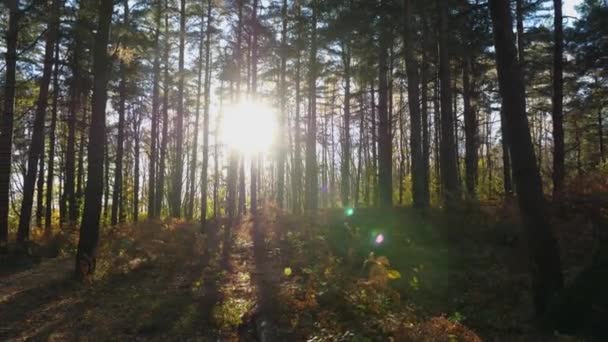 Słońce Świeci Przez Pnie Drzew Sosnowym Lesie Piękne Spojrzenie Obiektywu — Wideo stockowe