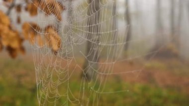 Sonbaharda sisli bir ormanda rüzgarda sallanan çiğ damlalarıyla örümceğin yakın çekimi. Arka planda sarı yapraklı bir ağaç dalı var.