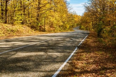 Parlak sarı sonbahar ormanları arasında kıvrımları olan kırsal bir asfalt yol. Arka planda bulutlu mavi bir gökyüzü var