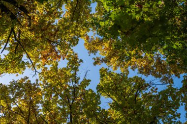 Mavi gökyüzüne karşı yeşil-sarı yapraklı ağaç taçları. Bir sonbahar manzarası