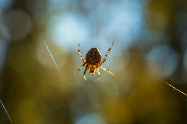 Fat Spider Cross Its Back Hangs Web Autumn Forest Close — Stock Photo, Image