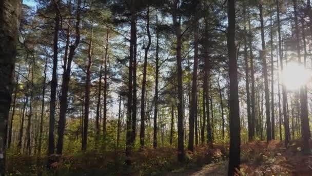 Die Herbstsonne Scheint Durch Die Baumstämme Gelbe Farne Kräuseln Sich — Stockvideo