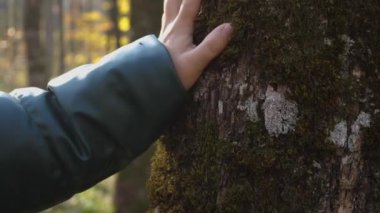 Bir kadının eli meşe ağacının gövdesindeki yosunları okşar. Yakın plan. Doğanın sevgisi kavramı.