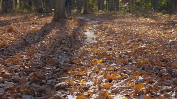 An autumn forest with long shadows from the trees. A man is riding a mountain bike along the trail on camera. The focus is on the yellow fallen leaves under the wheels. A low angle. — Stock Video