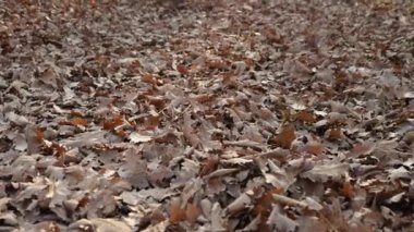 Kahverengi spor ayakkabılı ve kot pantolonlu erkekler ormanda düşen sonbahar yaprakları üzerinde yürüyorlar. Yakından. Kameraya doğru gidiyor.
