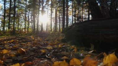 Yere düşmüş sarı yapraklar ve çam iğneleri. Arka planda, güneşin ışığı ağaçların arasından parlıyor. Kameranın sağdan sola doğru çok fazla hareket etmesi. Uzun gölgeler.