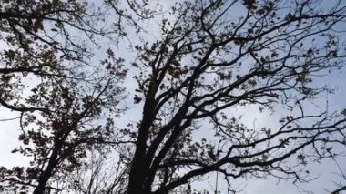 Sis kaplı dağların manzarası. Kamera hareketi soldan sağa doğru. Çerçeve ağaçlardan ve gökyüzünden çalılarla dolup taşar