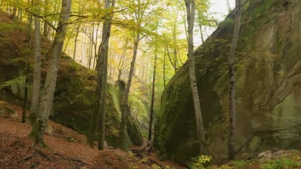 Small Gorge Rocky Sandstone Tree Trunks Background Large Steep Cliff — Wideo stockowe