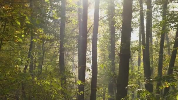 Jesienne Słońce Świeci Przez Pnie Drzew Żółte Paprocie Wiją Się — Wideo stockowe