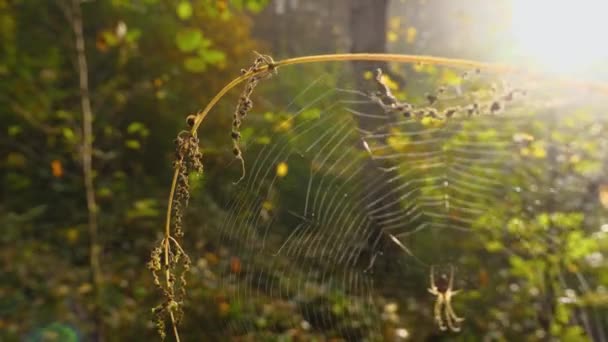Parlak Güneşe Karşı Örümcek Ağlı Bir Sapı Küçük Bir Salyangoz — Stok video