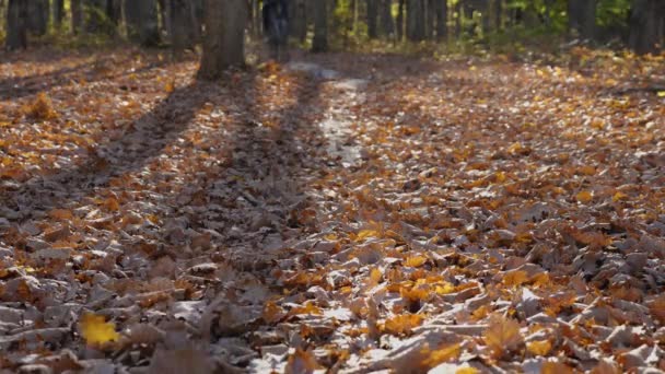 Bir Adam Sonbahar Ormanlarında Hızla Bir Dağ Bisikletine Biniyor Bisikletçiden — Stok video