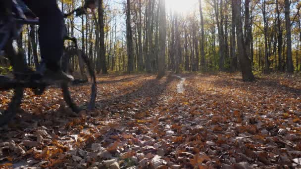 Bir Dağ Bisikleti Süren Bir Adam Sonbahar Ormanında Kameraya Arkası — Stok video