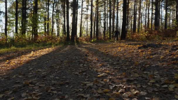 Man Pants Sweatshirt Cap Rides Mountain Bike Pine Forest Leaving — Wideo stockowe