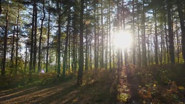 Sun Shining Tree Trunks Beautiful Glare Lens Slow Camera Movement — Wideo stockowe