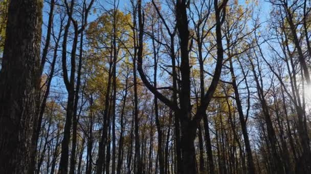 Blue Sky Sunlight Tree Trunks Yellow Leaves Movement Camera Left — Wideo stockowe