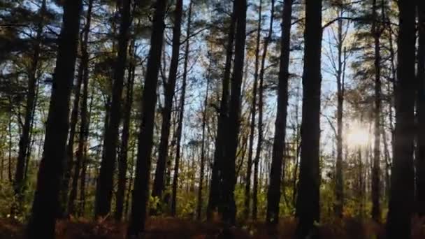 Sun Breaking Tree Trunks Pine Forest Camera Sways Easily Side — Wideo stockowe