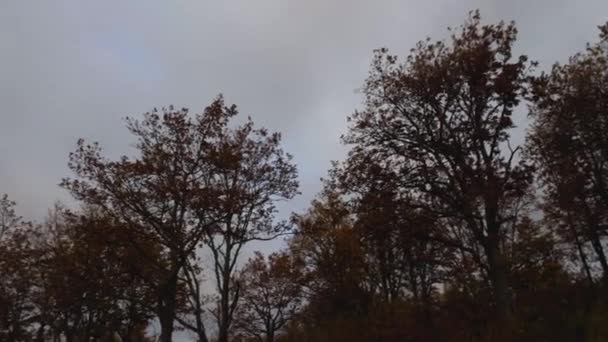 Mountain Peaks Covered Fog Moving Camera Right Left Treetops Sky — Wideo stockowe