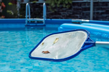 Suyun yüzeyinden toplanan yapraklarla havuzu temizlemek için bir ağ. Arka planda çiçekli bir avlu var. Yuvarlak çerçeve havuzu ve yaprakları ve böcekleri temizlemek için ağ süzgeci