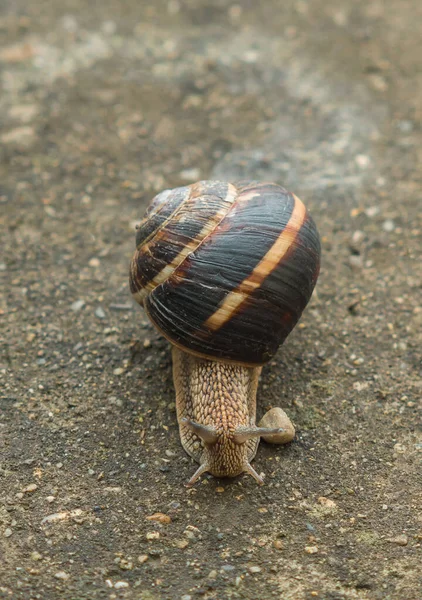 Close Snail Crawling Concrete Front View Roman Burgundian Escargot Snail — Stock Photo, Image