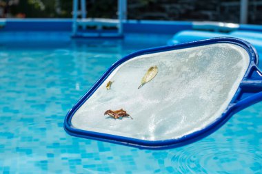 Havuzdan toplanan yapraklarla birlikte bir ağ çekiçinin yakın çekimi. Arka planda açık mavi su var. Yuvarlak çerçeve havuzu ve yaprakları ve böcekleri toplamak için ağ süzgeci.