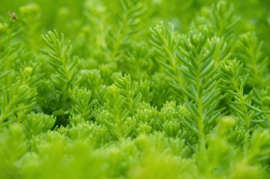Arka planda çiğ damlaları olan yeşil sedum yosunu dokusu. Yakın çekim, seçici odaklanma