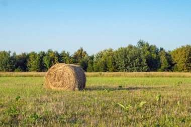 Ağaçların ve mavi gökyüzünün arka planına karşı biçilmiş bir tarlada saman fırtınası. Sığırları beslemek için kış için saman biriktiriyorum.
