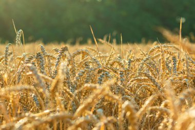 Akşam güneşinde yeşil ağaçlara karşı olgun sarı buğday tarlası. Seçici odaklanma. Özel bir çiftlikte buğday yetiştirme işi