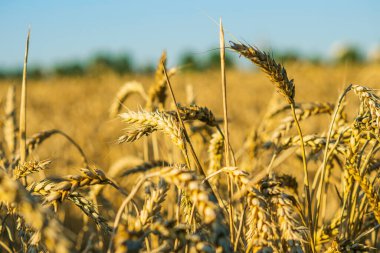 Olgun buğday başakları yakın tarlada, mavi gökyüzüne karşı. Güzel bir akşam ışığı. Seçici odaklanma. Özel bir çiftlikte buğday yetiştirme işi
