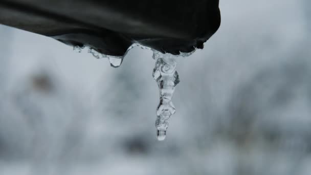 Close-up of the icicle hanging on the storm drain dripping water. A small icicle on a blurry snow background. — Stock Video