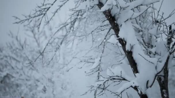Медленное движение накопленного снега, падающего с ветвей дерева. На заднем плане серое зимнее небо и падающий снег. — стоковое видео