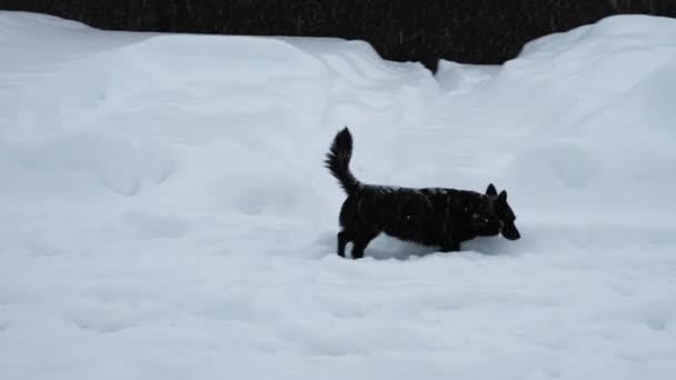 一条小黑狗在雪地铺满的路上奔跑。后面是漂流、棕色的栅栏和降雪. — 图库视频影像