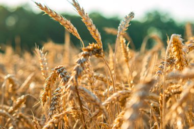 Tarlada olgunlaşmış buğday başakları toplanmaya hazır. Güzel güneş ışığı. Seçici odaklanma. Özel bir çiftlikte buğday yetiştirme işi