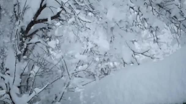 Крупный План Снега Накопившегося Ветвях Дерева Медленное Движение — стоковое видео