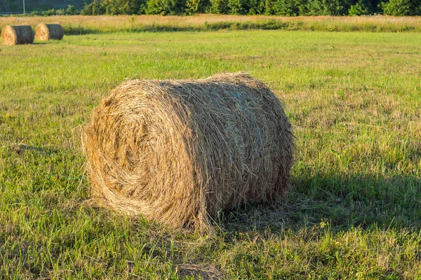 Baal Geel Droog Hooi Een Gemaaid Veld Stapelen Hooi Voor — Stockfoto