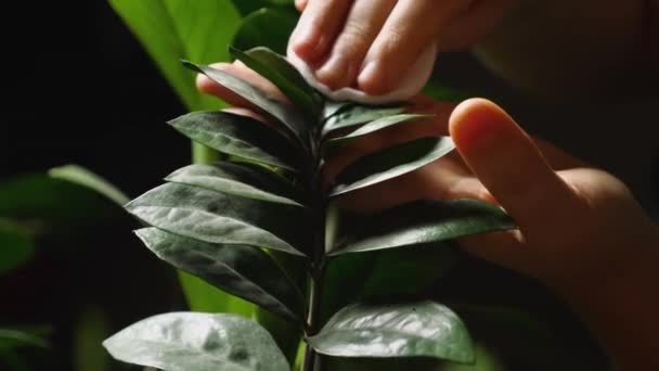 Dłonie Kobiety Wycierają Kurz Zielonych Liści Zamioculcas Bawełnianą Podkładką Zbliżenie — Wideo stockowe
