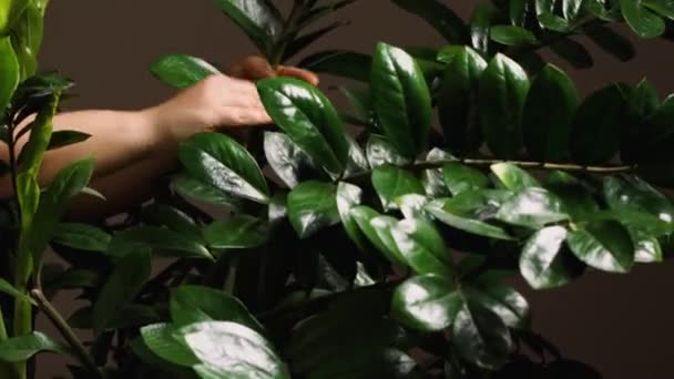 白人女性の手は 白い綿のパッドでほこりから家庭植物の緑の葉を拭くことです カメラの動きを下から上へ 観葉植物の手入れ — ストック動画