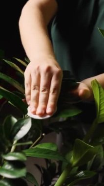 Yeşil tişörtlü bir kadın, beyaz bir pamukla bir bitkinin yeşil yapraklarını tozdan temizliyor. Ev bitkilerinin bakımı. Dikey video